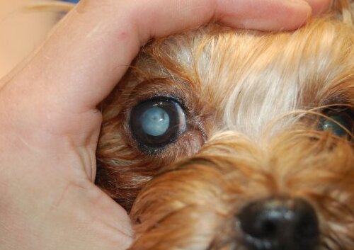 Сахарный диабет у собаки - симптомы: катаракта
