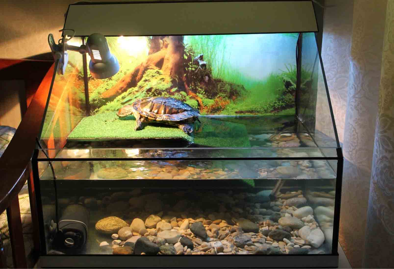 Аквариум для водной черепахи: создаем идеальный водоем